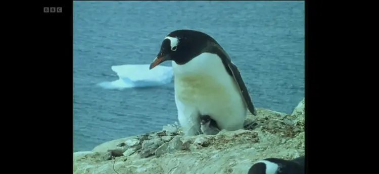 Gentoo penguin (Pygoscelis papua) as shown in Life in the Freezer - The Ice Retreats